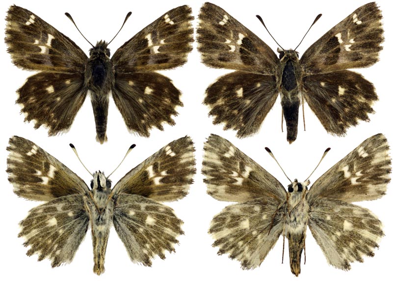  Carcharodus orientalis orientalis Reverdin, 1913. Фото: © Валентин Тихонов. 3.07.2009, 15 км западнее Бабаюрта, пойма Терека. Собрал В. В. Тихонов. 